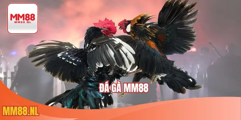 Đá gà MM88